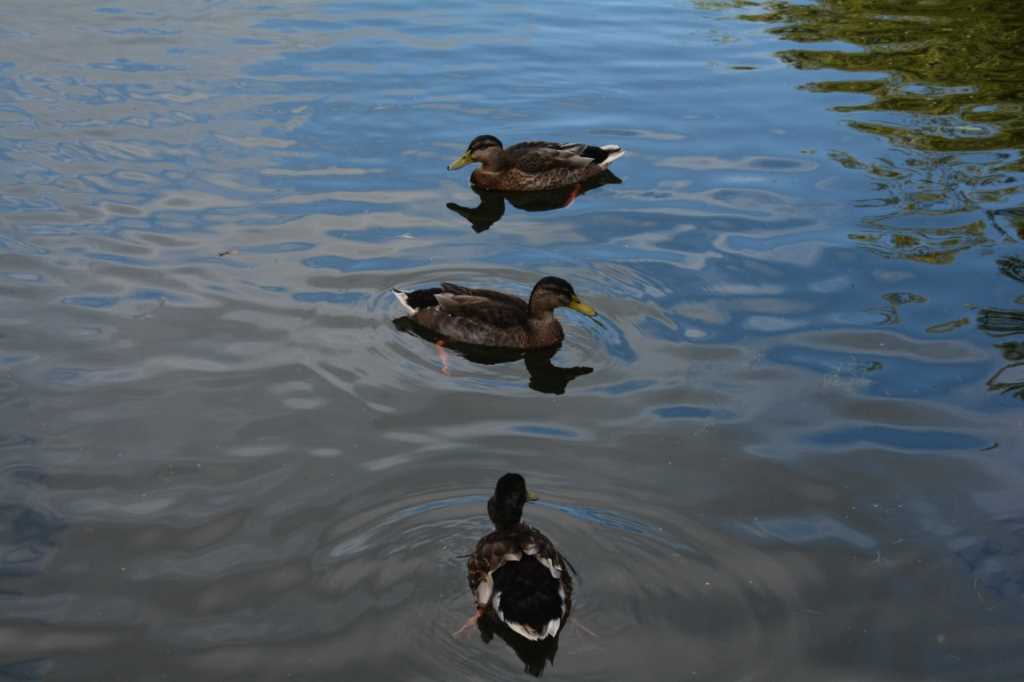 DSC_5972Mittel_.JPG